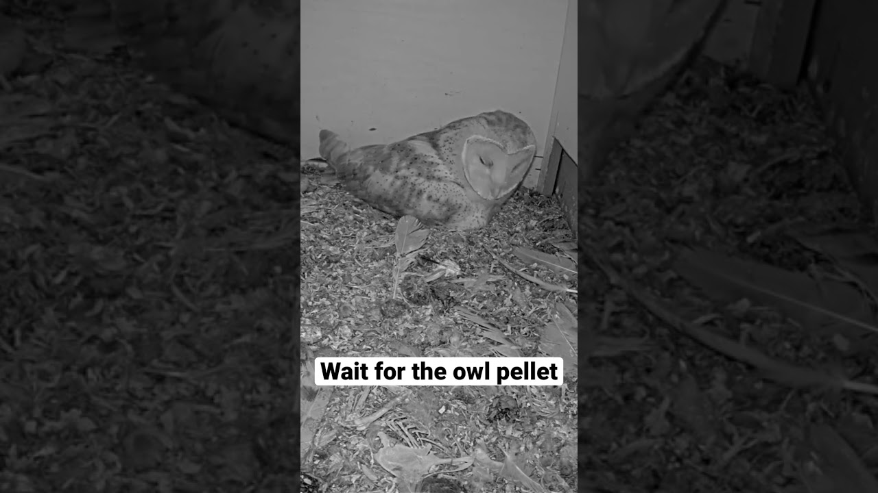 Short: barn owl casts owl pellet