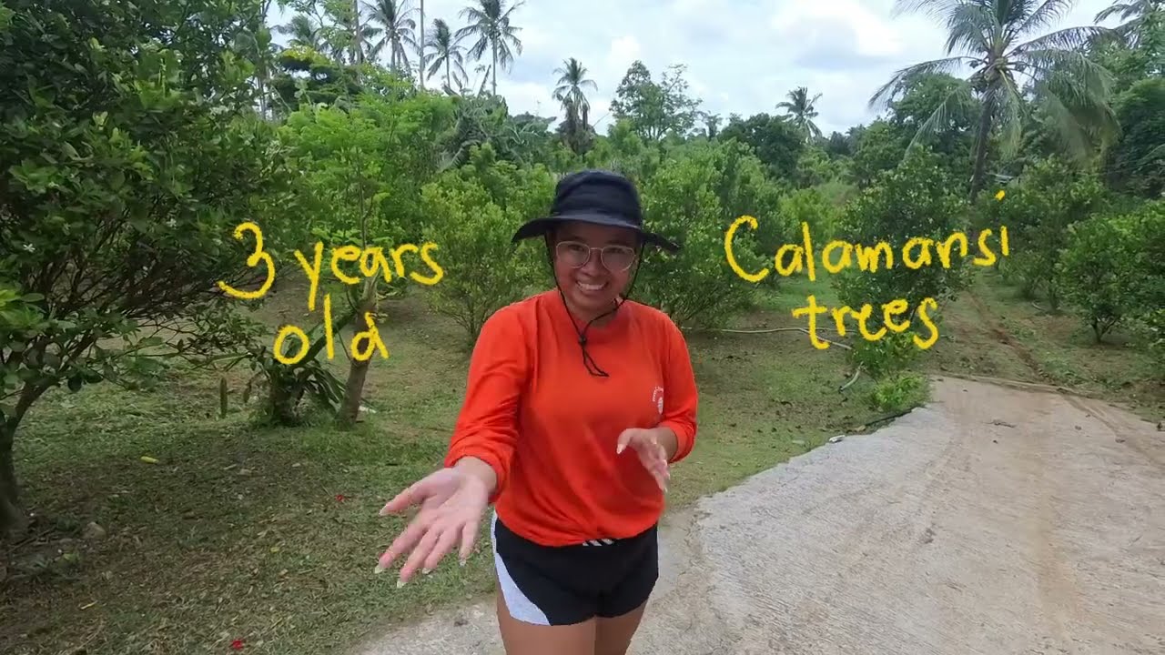 3 YEARS OLD CALAMANSI TREES: HITIK SA BULAKLAK (Bailen, Cavite)