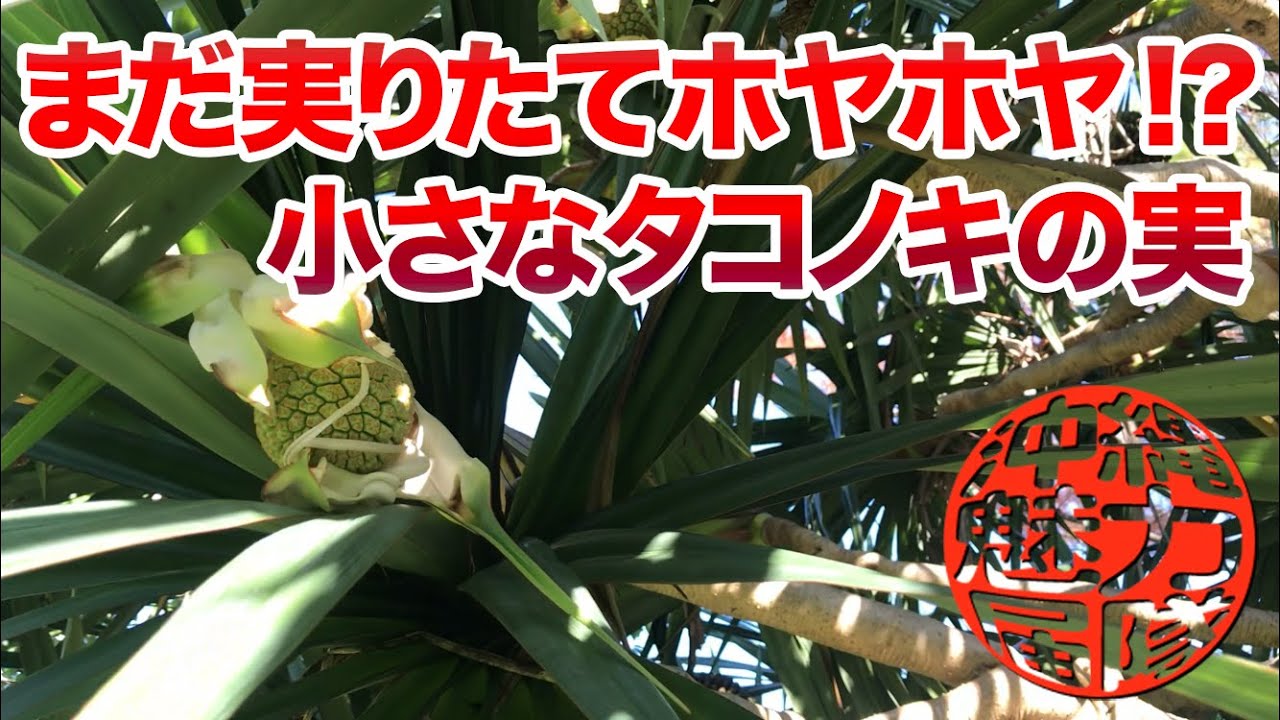 まだ実りたてホヤホヤ！？小さなタコノキの実！