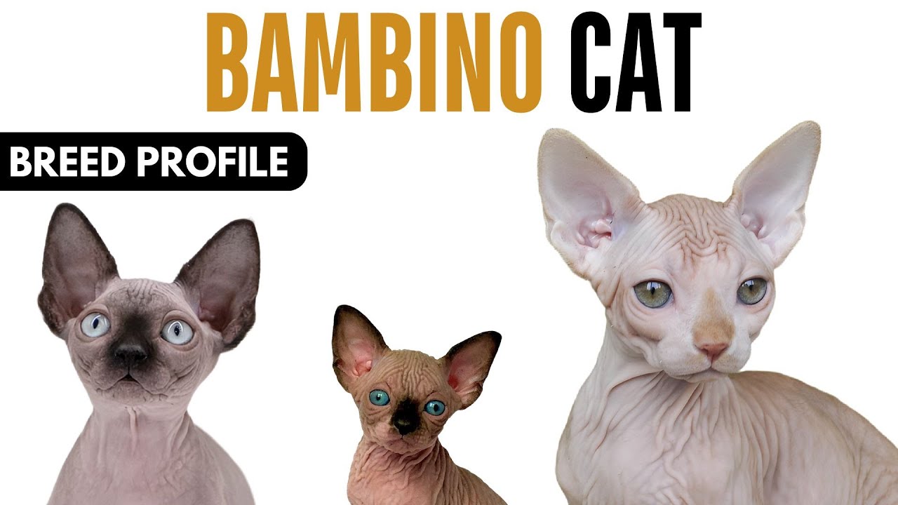 Bambino Cat Breed Profile History - Price - Traits - Bambino Cat Grooming Needs - Lifespan
