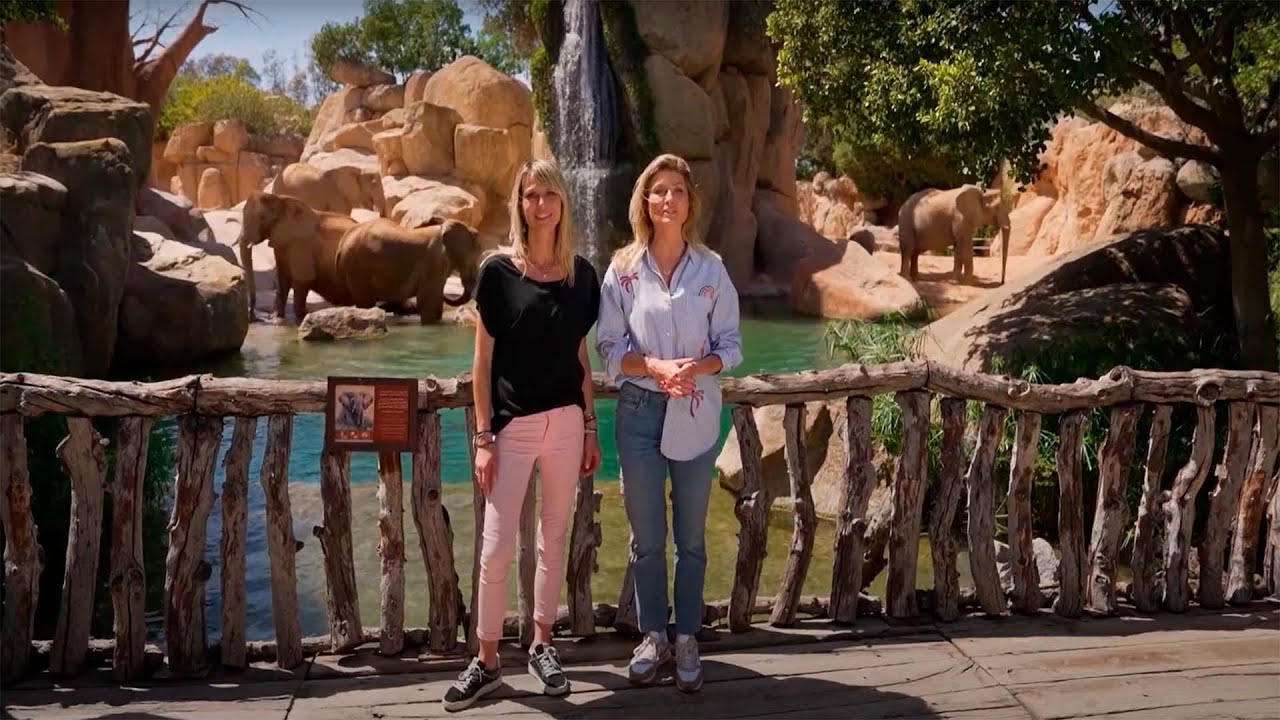Les Animaux de la 8 📺 Découverte d'un des plus beaux zoos d'Europe : le BIOPARC de Valence 🐘🦒🦍🦁