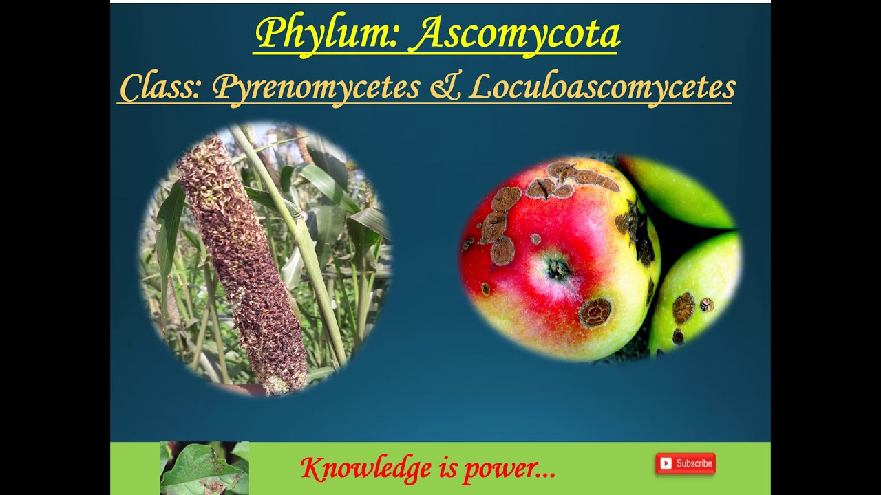 Class: Pyrenomycetes and Loculoascomycetes (Phylum: Ascomycota)