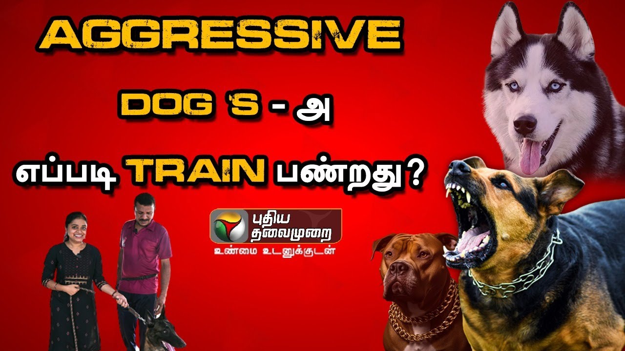 நாய்களை BED ROOM - ல விடாதீங்க ! How to Train Dogs | Siberian husky | American bully | Aggressivedog