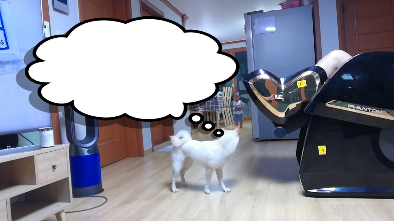 白柴犬梅妹妹VLOG6~梅妹妹與韓B金敏俊