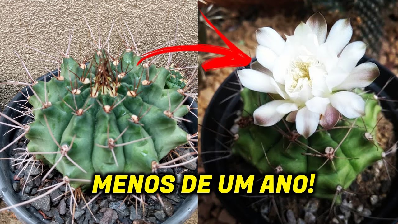 ESPÉCIES DE CACTOS QUE FLORESCEM RÁPIDO!