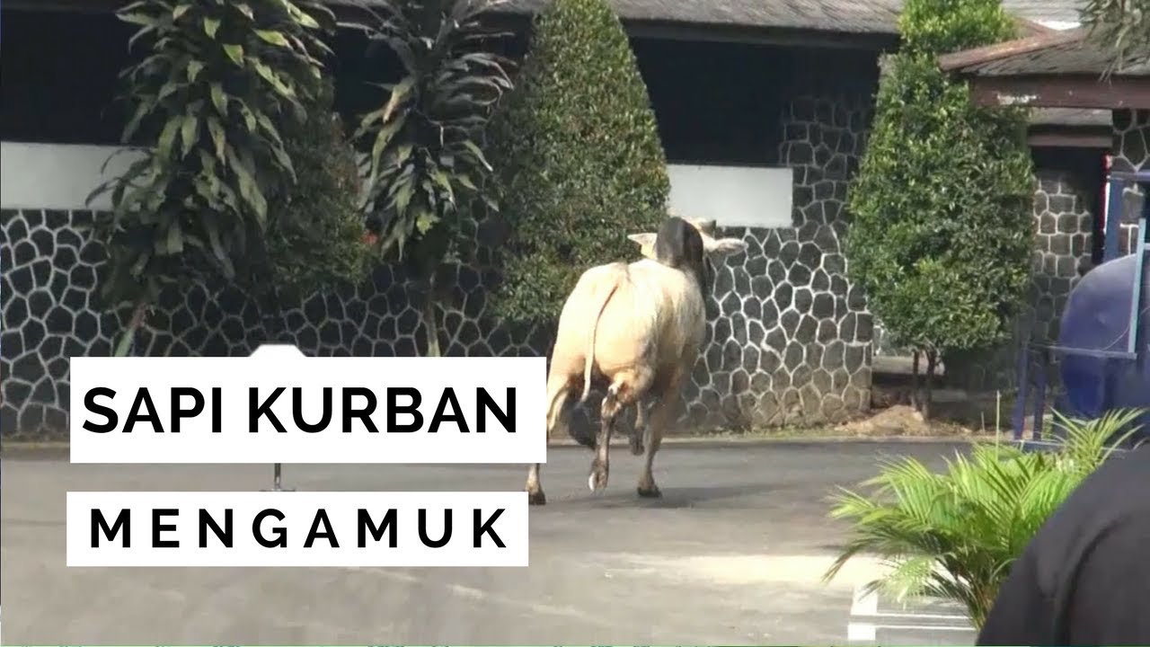 NET - SAPI KURBAN MENGAMUK