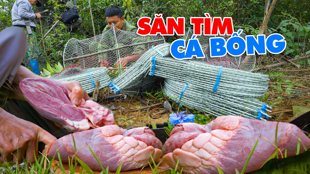 Săn C&aacute; Bống Tượng Bằng L&ograve;ng Tr&acirc;u &ndash; 70 Lồng Lưới Đặt Một Đ&ecirc;m.