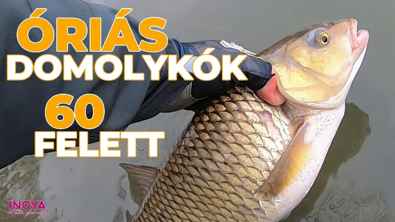 Óriás domolykók 60 felett - Az álom valóra válik