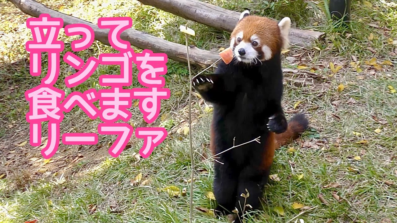 レッサーパンダ　リーファちゃん　リンゴを立って食べる仕様です【のんほいパーク】Red panda Leafa-chan Toyohashi Zoo 