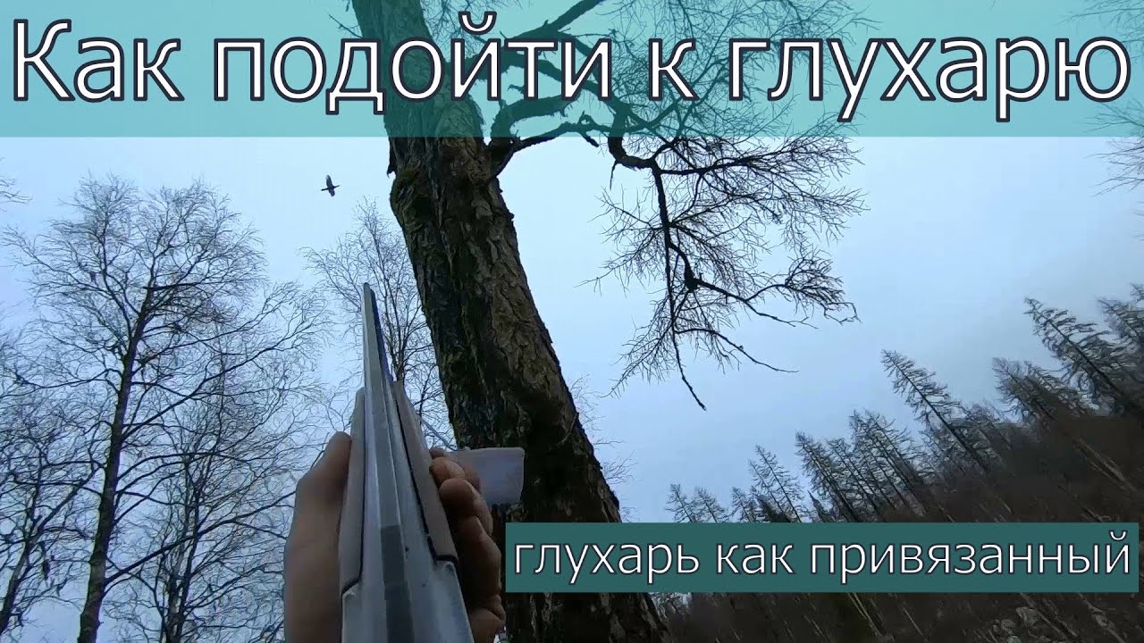 Глухарь такого не ожидал!Дедовский способ,как подойти к глухарю.