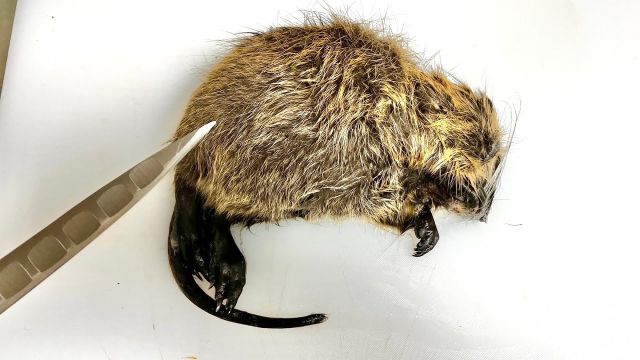 川で捕まえたヌートリアをプロの料理人に渡すとこうなる