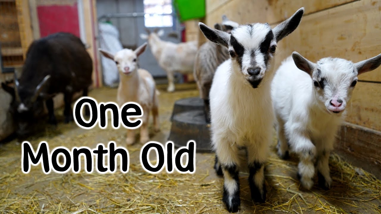 Treating Our Goats for Lice