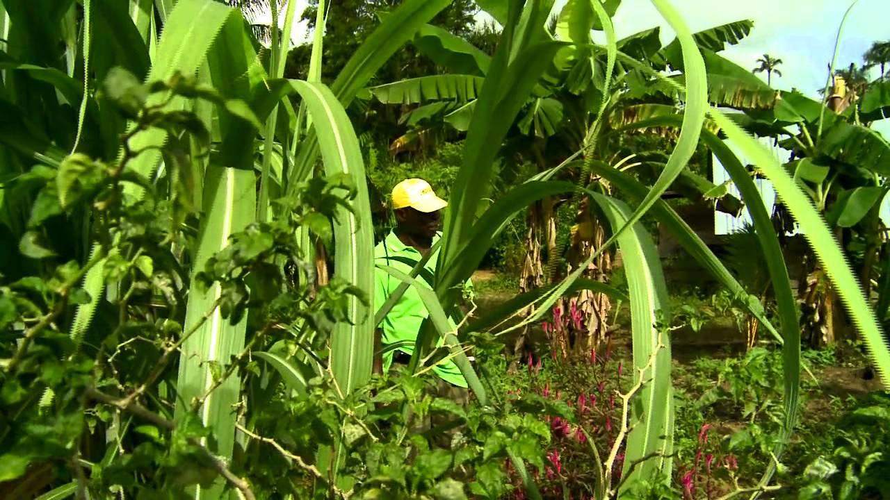 Anaula Nature Resort