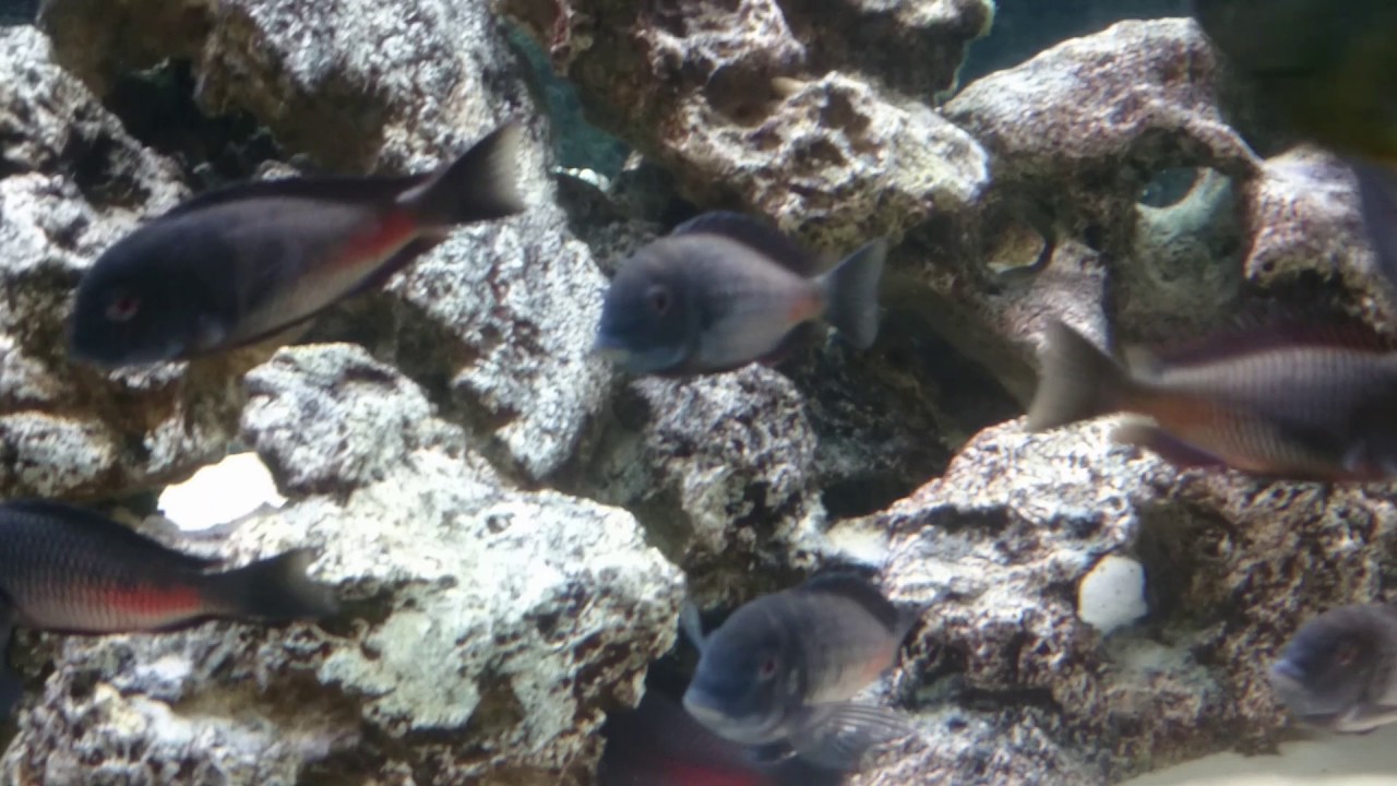 Tropheus Ikola Chipimbi