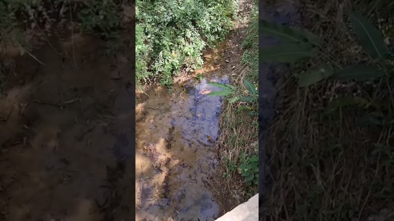 Una inesperada sorpresa en medio del camino 