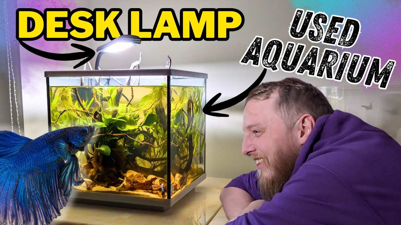 How to Set Up a Cheap Betta Fish Aquarium. (Set Up Masterclass)