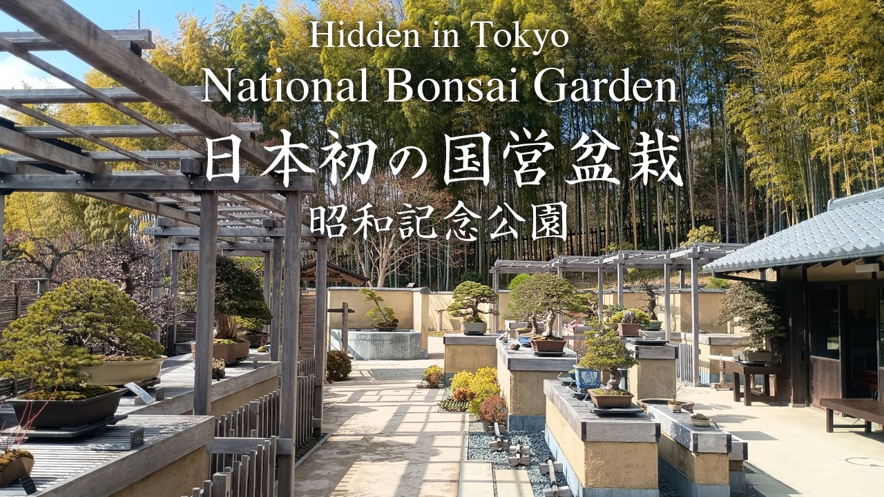 日本初の国営盆栽施設「盆栽苑」へ｜昭和記念公園の静かな芸術／Discover the National Bonsai Garden in Tokyo | Showa Memorial Park