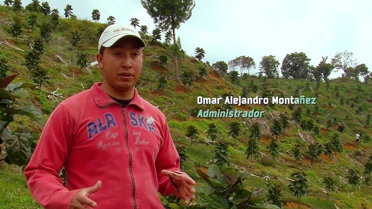 Tropical Fruit Tomato Tree Maintenance- TvAgro por Juan Gonzalo Angel