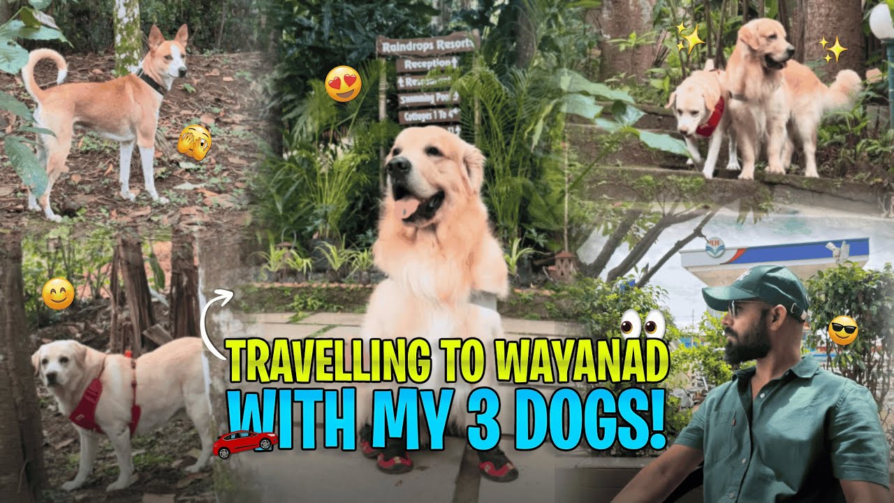 Surprising My 3 Dogs with a Road Trip 🐾 | 6-Hour Drive to Wayanad via Bandipur Forest