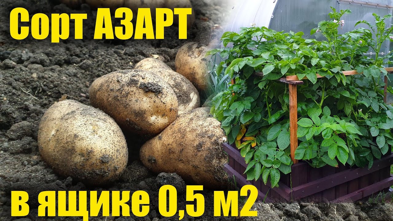 Картофель азарт в ящике Что выросло?