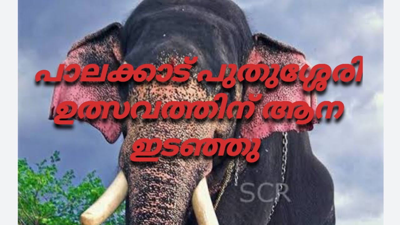 പാലക്കാട്‌ പുതുശ്ശേരിയിൽ എഴുന്നുള്ളത്തിനു ആന വിരണ്ടോടി / Palakkad puthusserry/ elephant /full video/