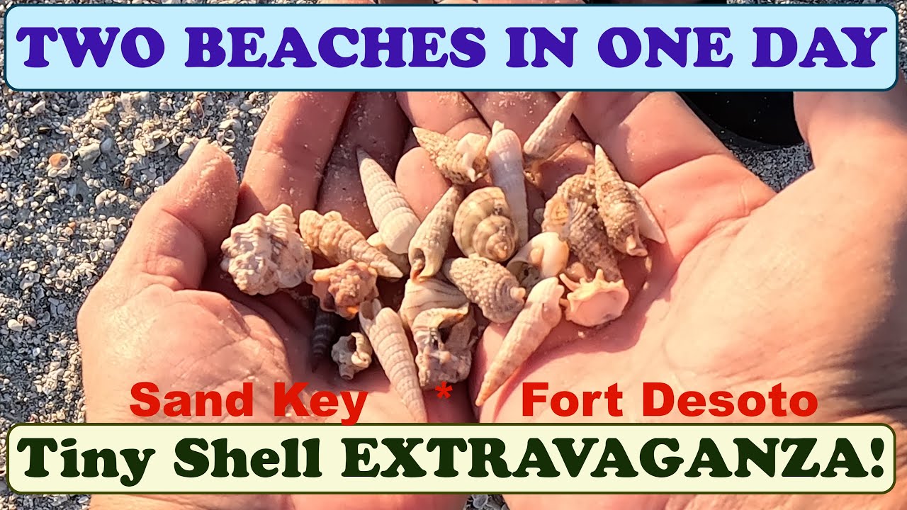TWO BEACHES in One Day: Sand Key & Fort Desoto