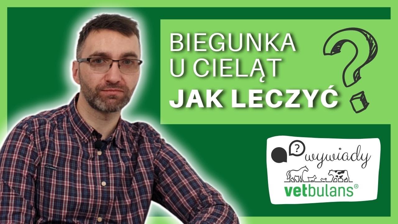 Biegunka u cielaka 🐄💩 - śmiertelne zagrożenie ☠️ | Jak leczyć biegunki u cieląt 💊 |  biegunka leki 🌿