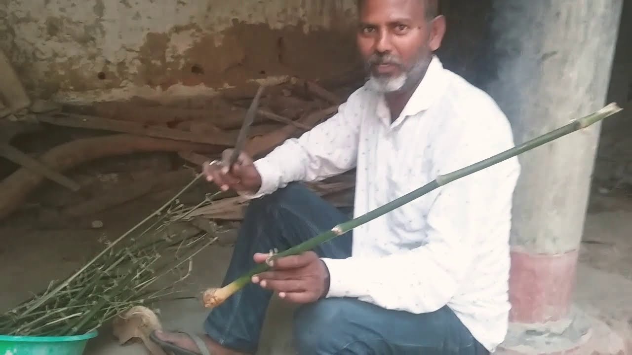 Bamboo culture part 1/bamboo tree/bamboo ka ghar/bamboo ki kheti/bamboo k plant
