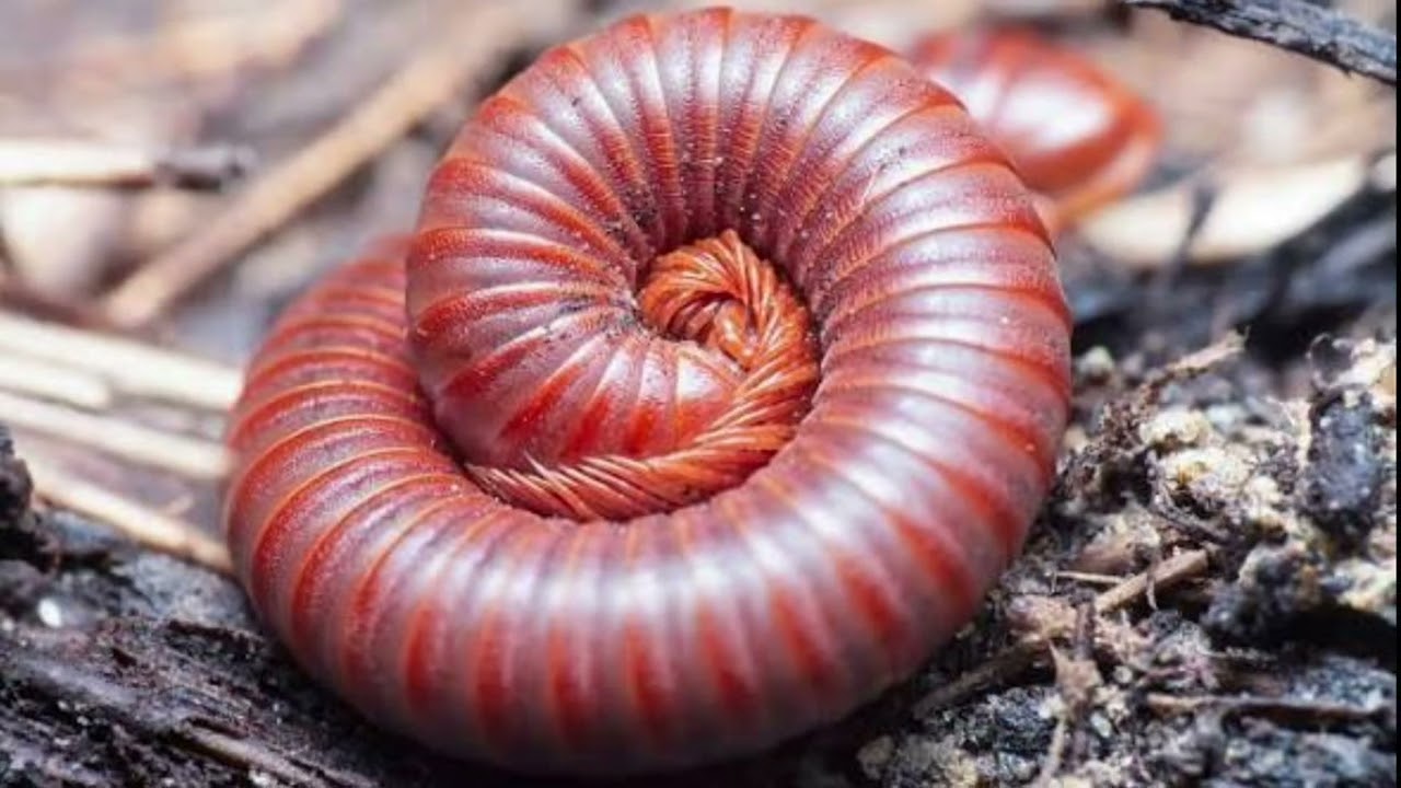 THIS STRANGE RED MILLIPEDE COULD BE SUPER DANGEROUS, BE CAREFUL 