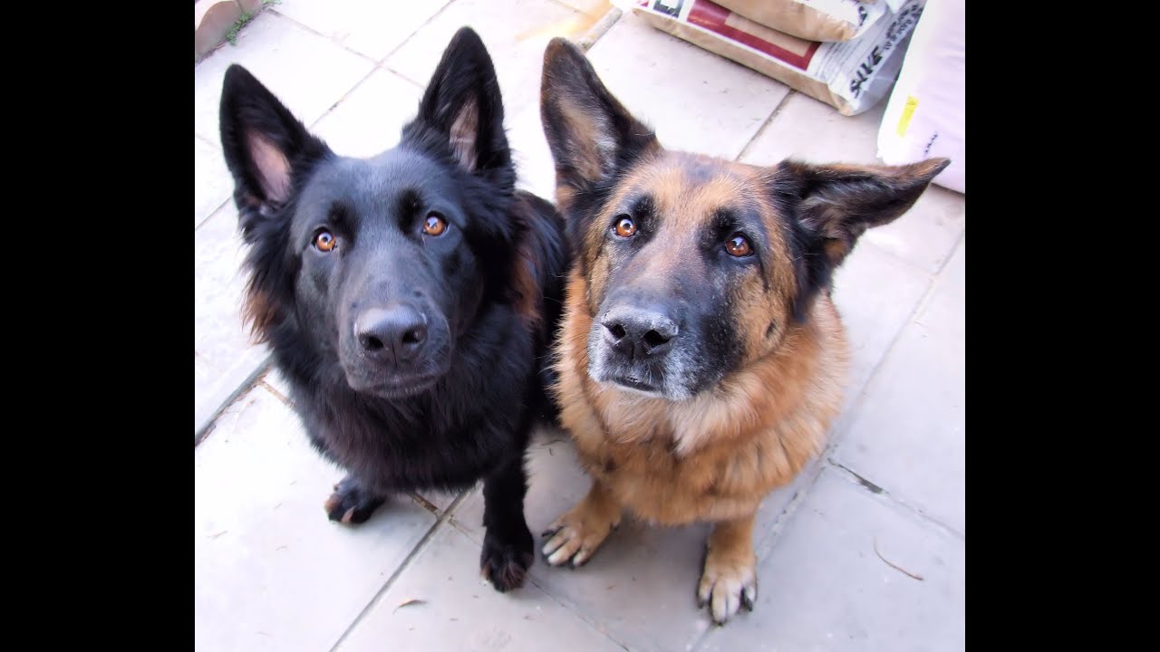 Belgian shepherd vs german shepherd 2