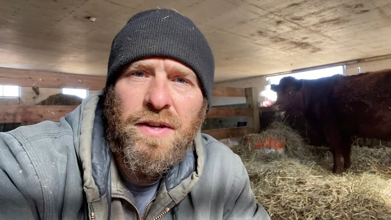 Lessons From A First Calf Heifer