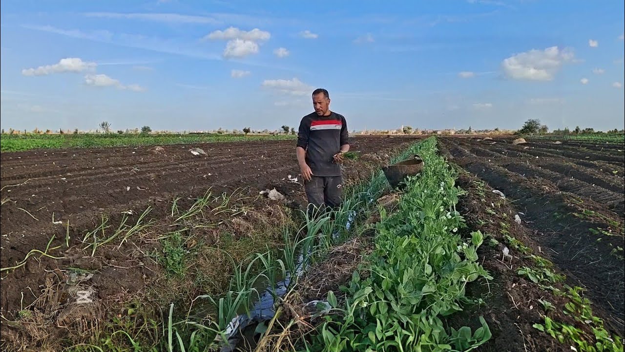 اللى فيه عين وراس يعمل عمايل الناس 😉سرحنا الغيط نزرع البصل والبسلة ونروى الارض💪يا معين يا رب 