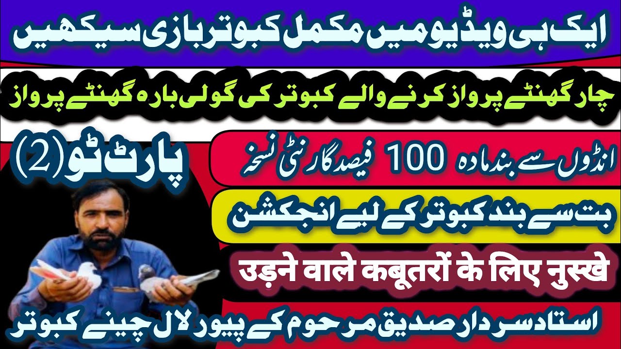 Treatment of pigeons enclosed with eggs || Ustad Sardar Siddiq  ke pure Lal Chennai kabutar(Part.2)