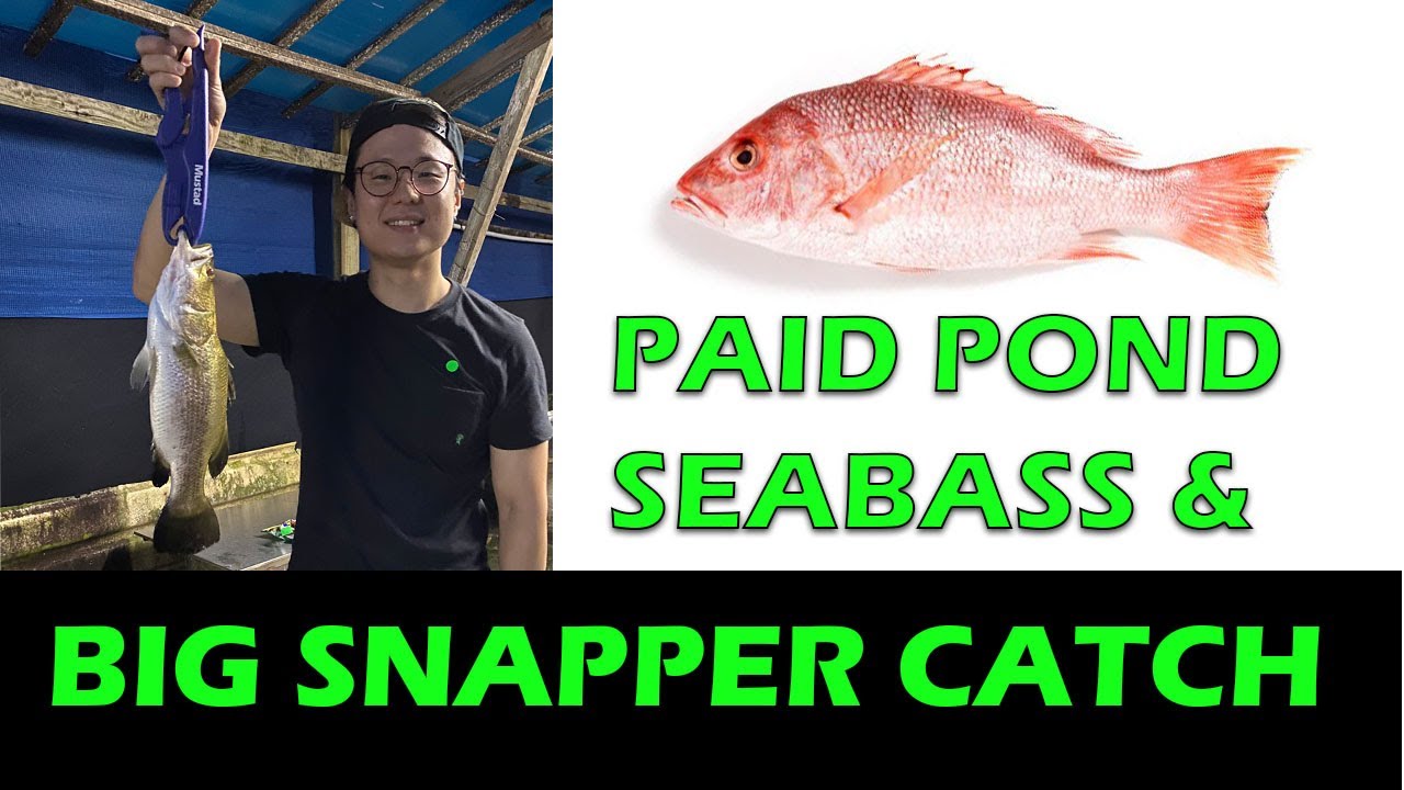 BIG SNAPPER CATCH in Paid Pond Singapore #fishinginSingapore