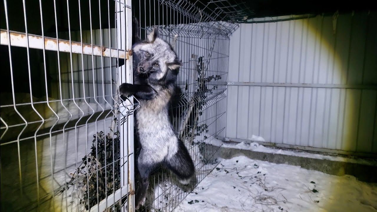 Лис на заборе.