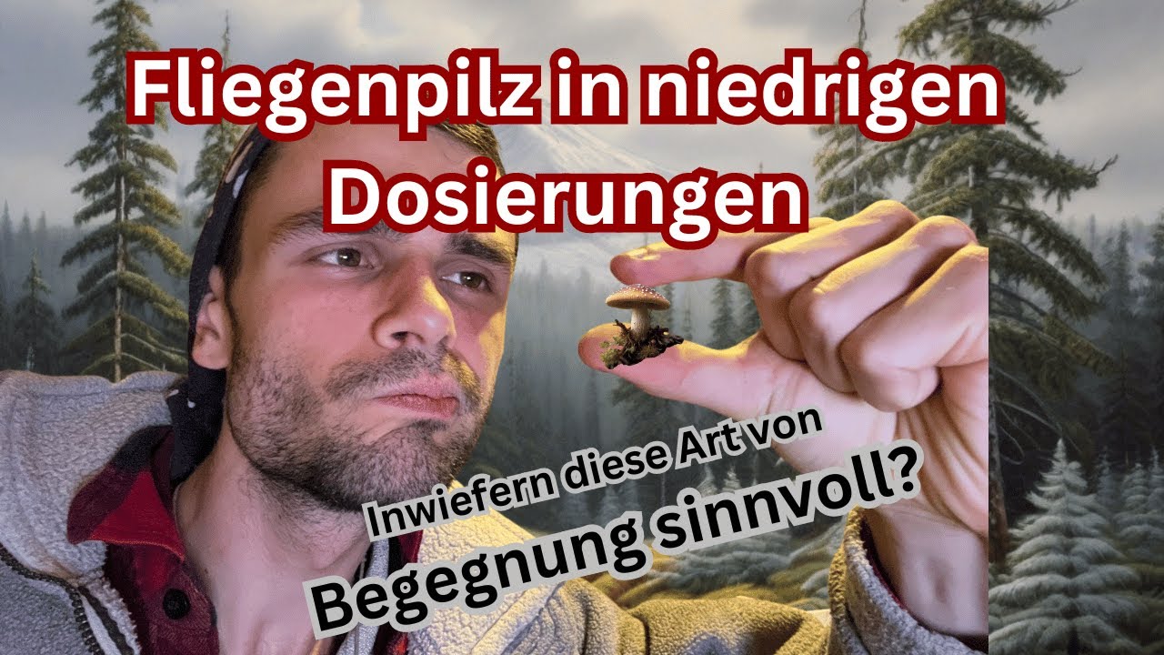 Fliegenpilz in niedrigen Dosierungen