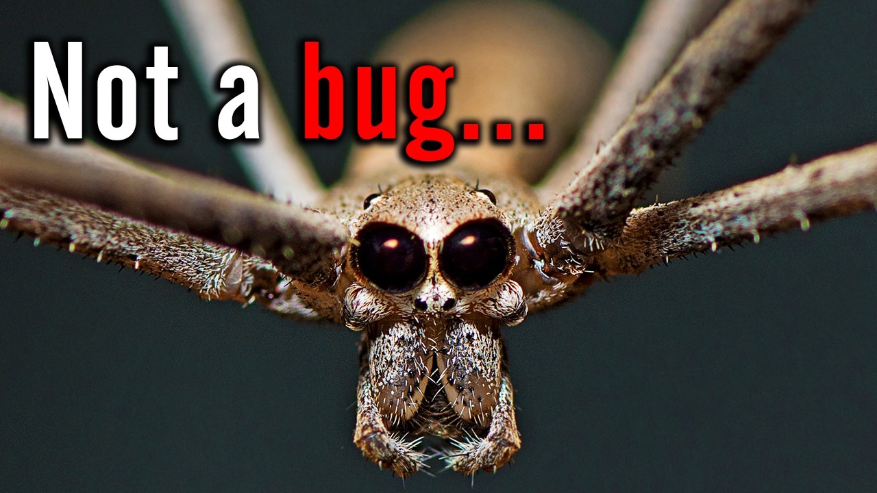 The Real Reason Spiders Are So Creepy (It's Not What You Think)