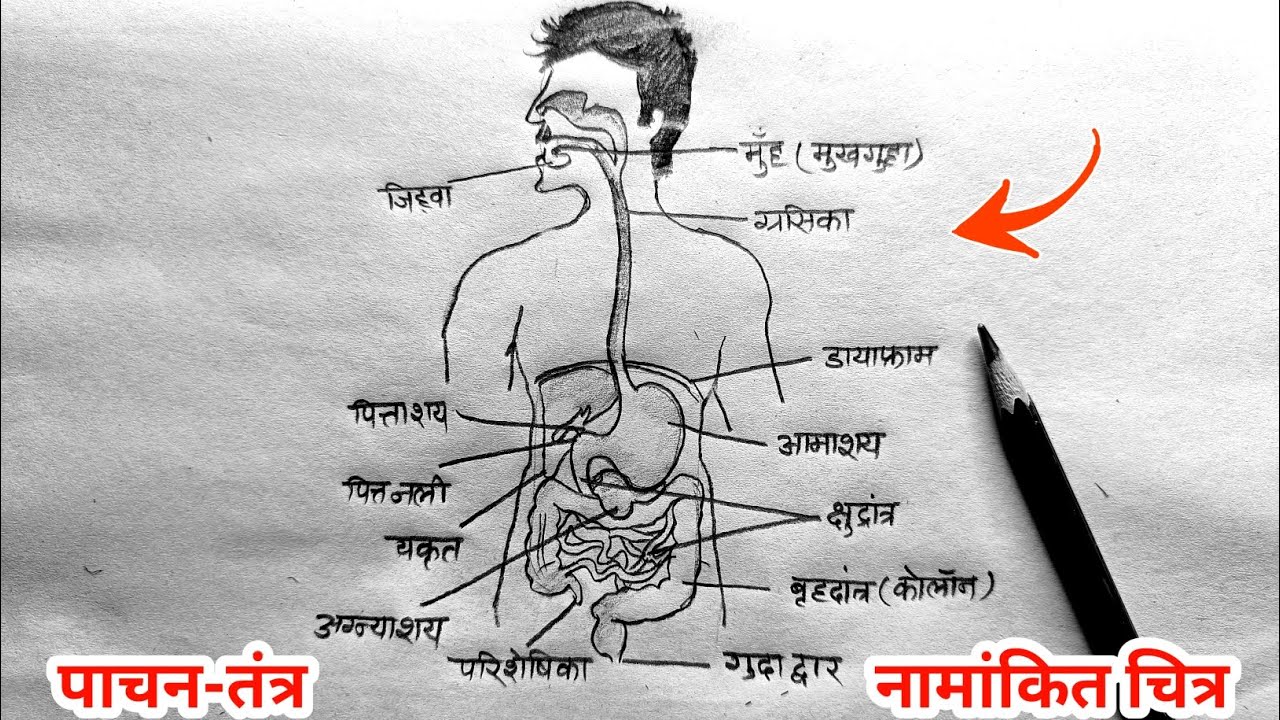 मानव पाचन तंत्र का चित्र बनाना सीखें आसानी से ✅ How to Draw Human Digestive system/Aharnal ka chitra