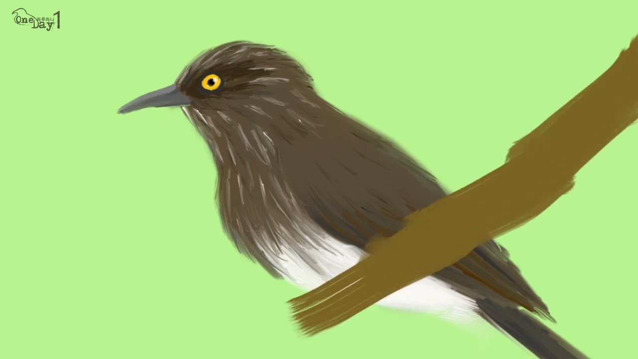 Visayan Pygmy Babbler 비샤야 난쟁이꼬리치레 그리기