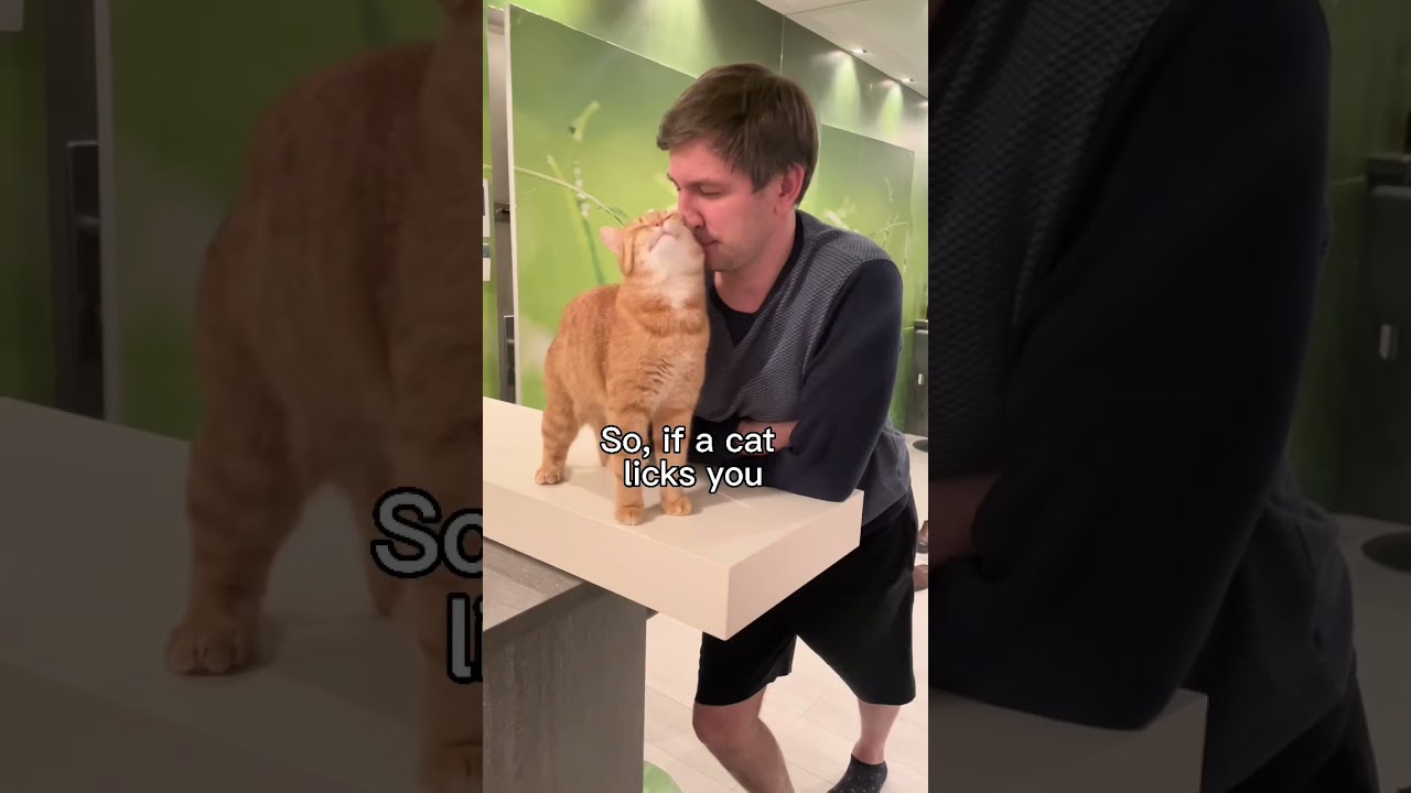 Why does a cat lick the owners hands or face? #cats #shorts