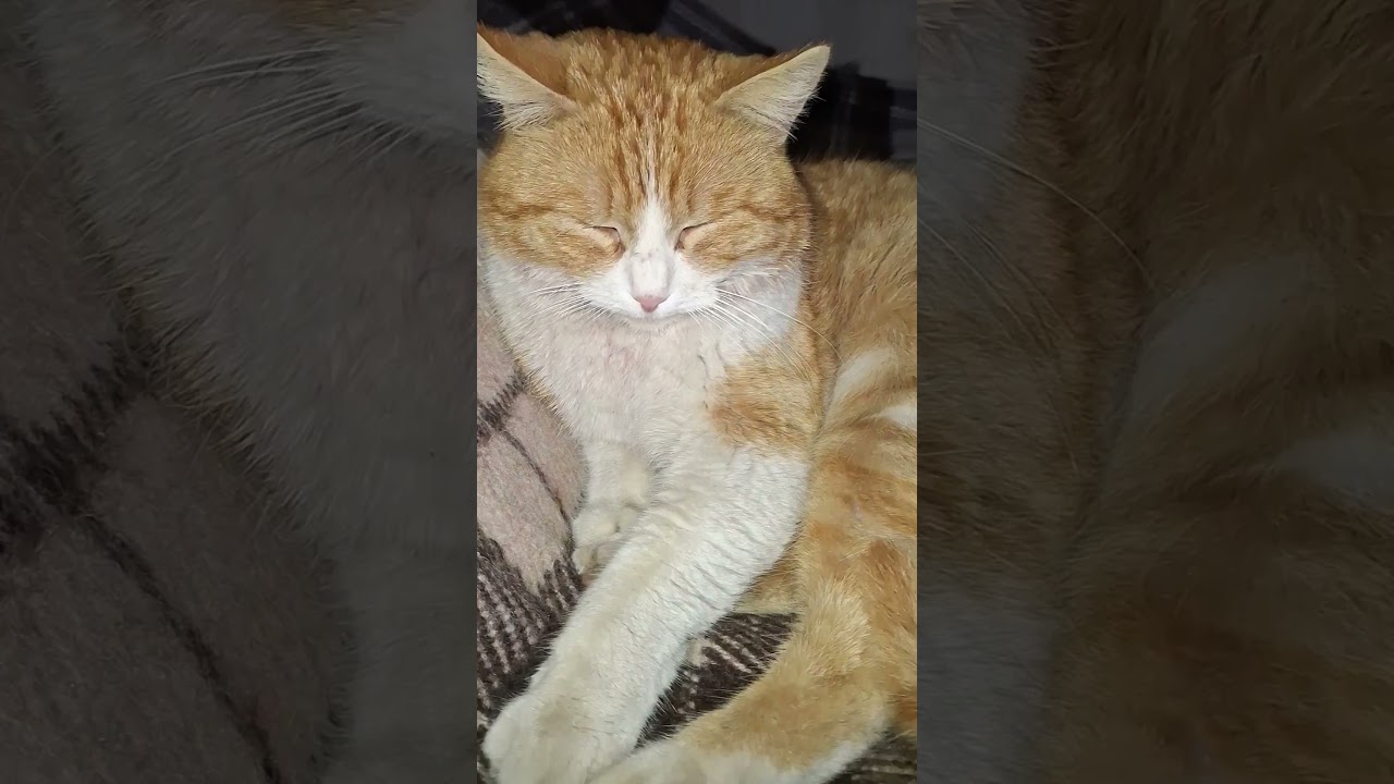 Бойтесь людей, которые ... 😂 #cat #веселыекоты #видосыоткота #юмор #популярное