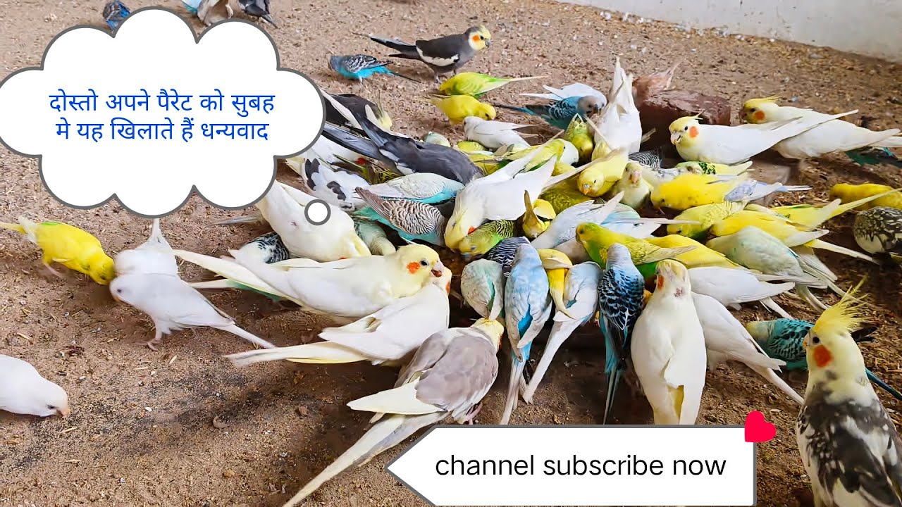 सुबह मे पैरेट को यह खिलाएं ताकि स्वस्थ रहे और ब्रीडिंग जल्दी करें 