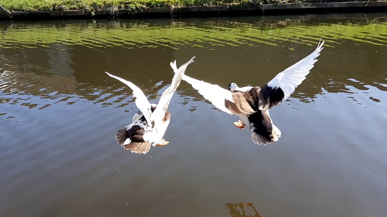 Call ducks flying