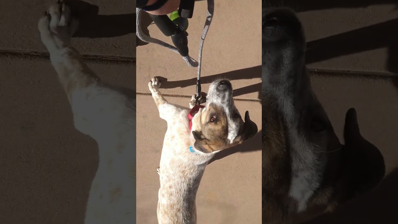 Mable loose leash walk