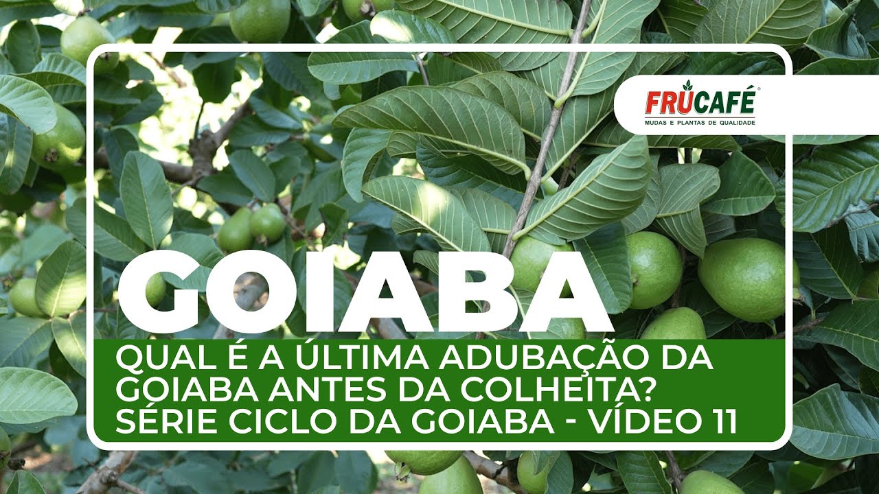 Qual é a Última Adubação da Goiaba Antes da Colheita? Série Especial Ciclo da Goiaba - Vídeo 11