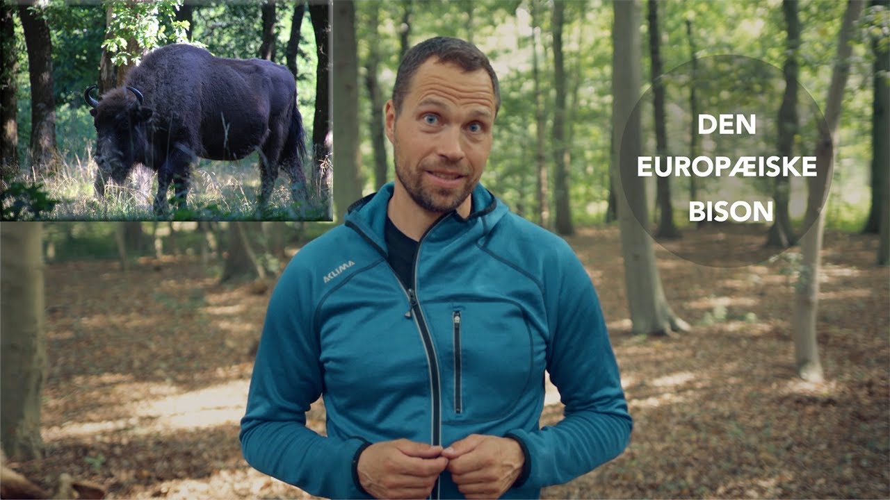 [Historiefortælling] Mødet med en bisonflok på Bornholm