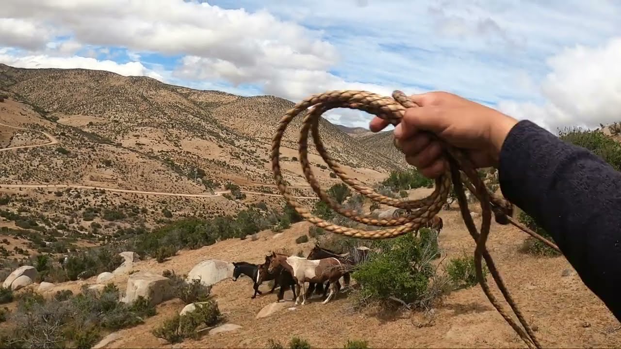 Rodeo de Burros, La Cortadera, Chile.