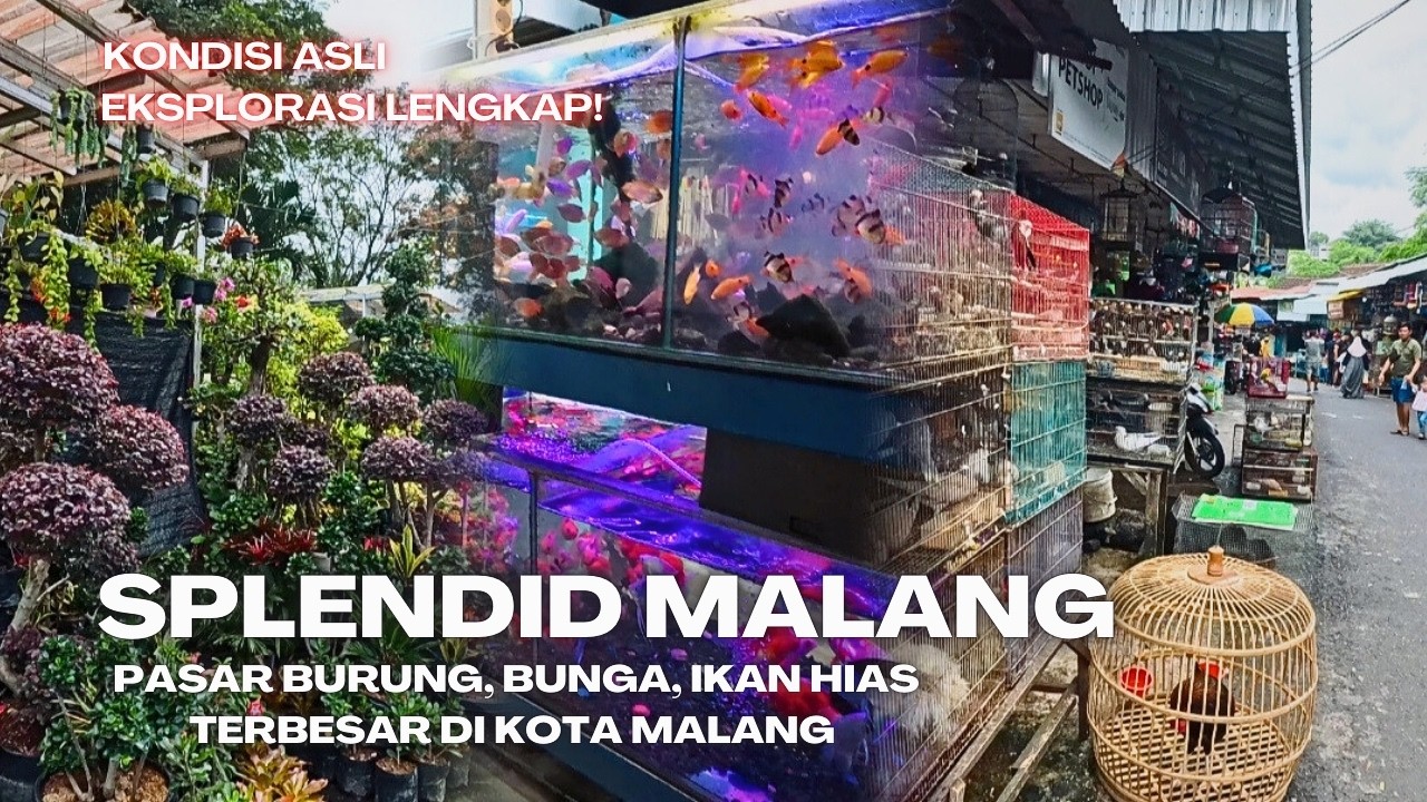Terbaru Pasar Splendid Kota Malang Jawa Timur Indonesia