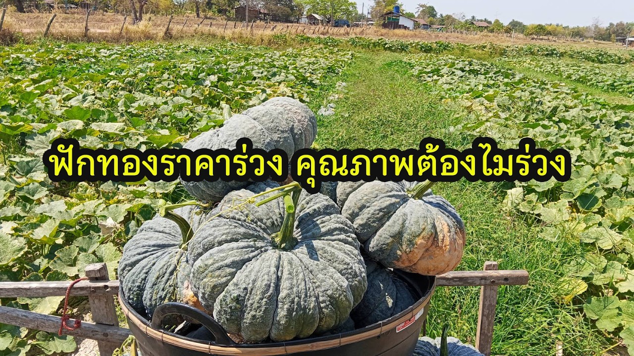 ฟักทองราคาต่ำ แต่คุณภาพต้องไม่ต่ำ #เสี่ยเธนส์ฟาร์ม 