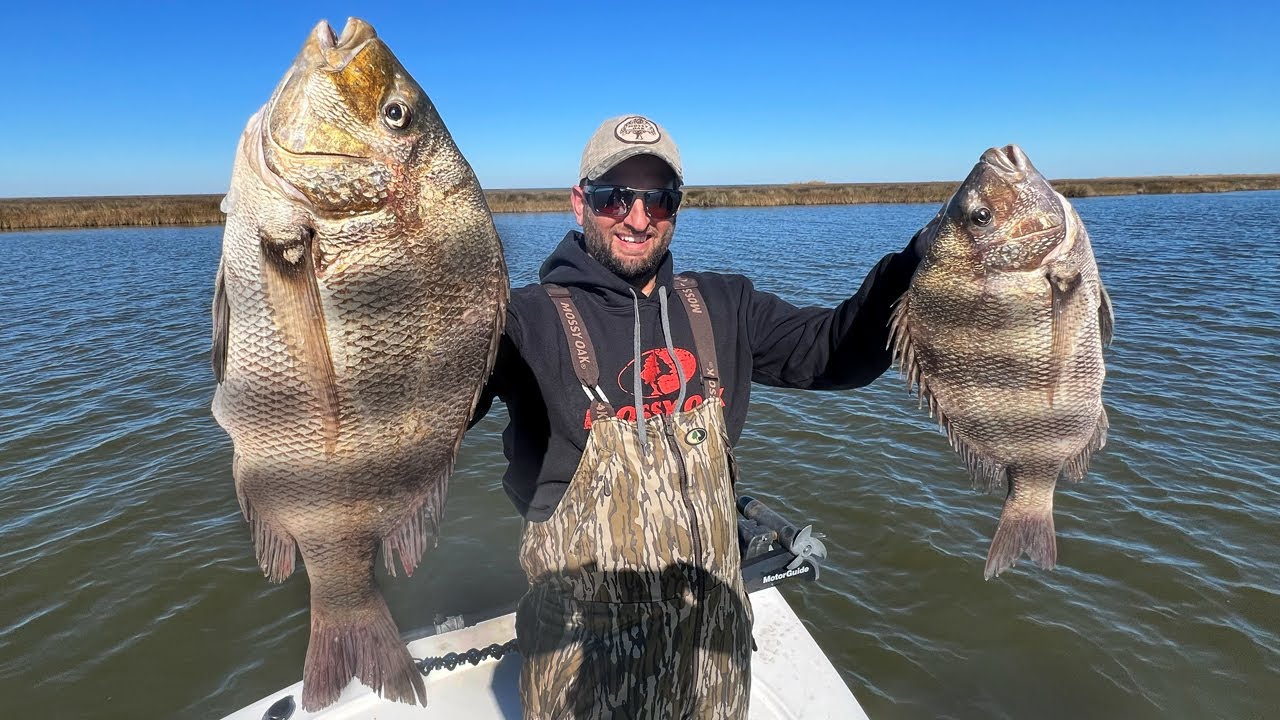 How to Target GIANT SHEEPSHEAD in Coastal Bays (CATCH AND COOK)